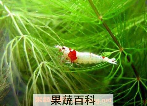 池塘水草种子种植方法 池塘水草怎么种