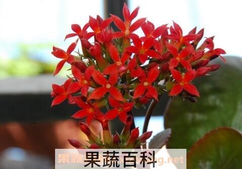 长寿菊的养殖方法和夏季病虫害防治