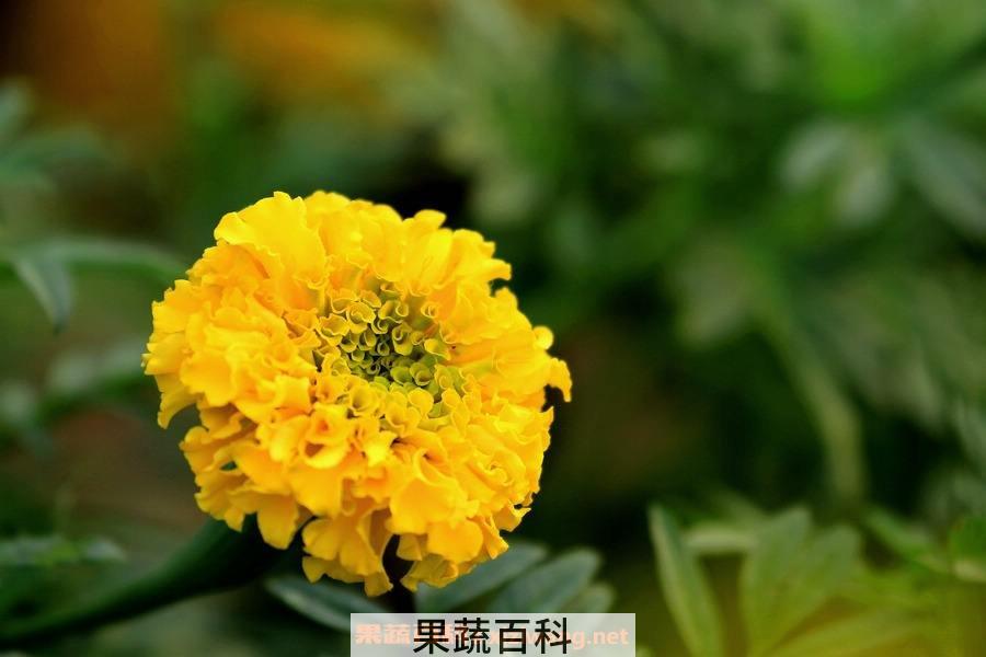 长寿菊