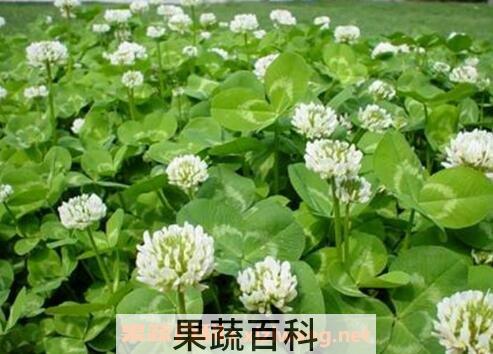 车轴草怎么种 车轴草怎么养殖