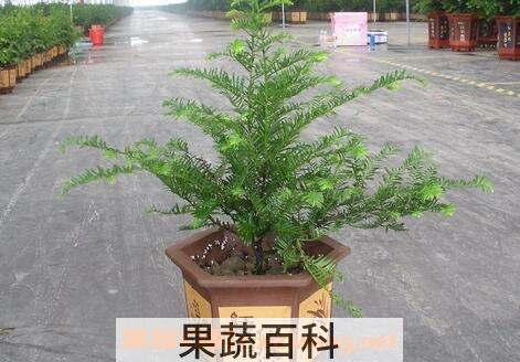 盆栽红豆杉的养殖方法和注意事项