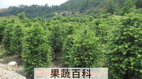 红豆杉