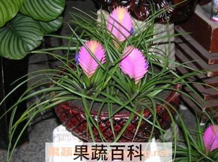 紫凤梨的功效与作用