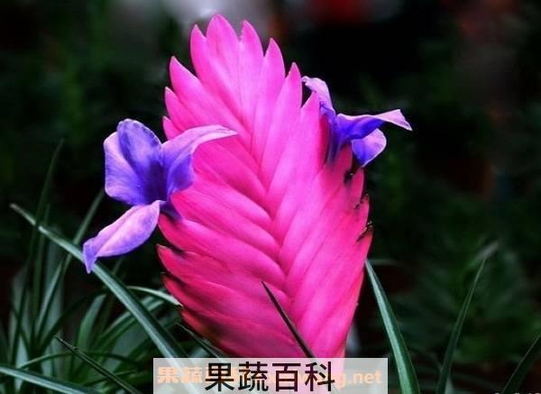 紫凤梨