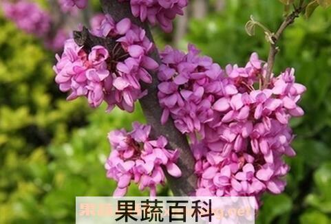紫荆花的养殖方法和病虫害防治