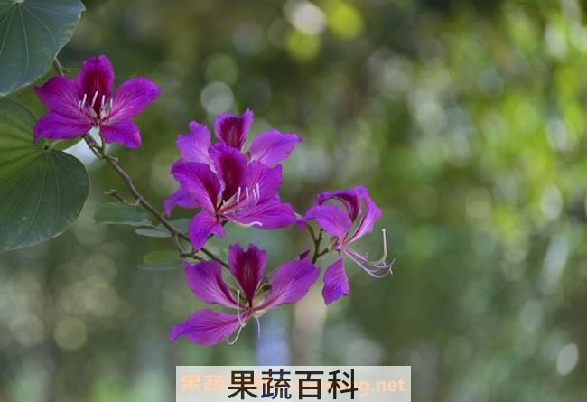 紫荆花