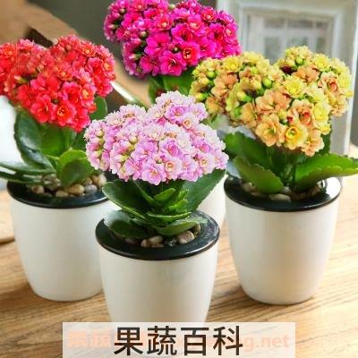 长寿花
