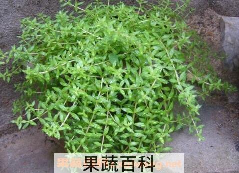 垂盆草怎么养 垂盆草种植方法