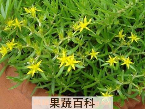 垂盆草吊兰怎么繁殖 垂盆草吊兰的养殖方法