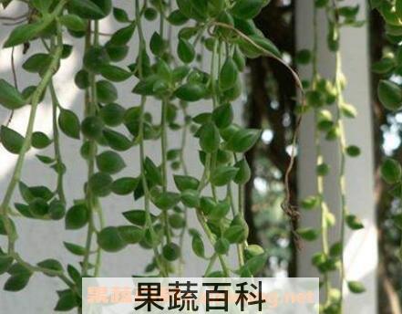 垂盆草吊兰怎么繁殖 垂盆草吊兰的养殖方法