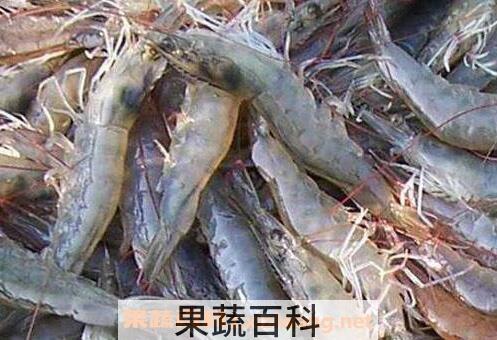 明虾的功效与作用
