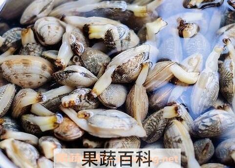 花蛤的功效与作用