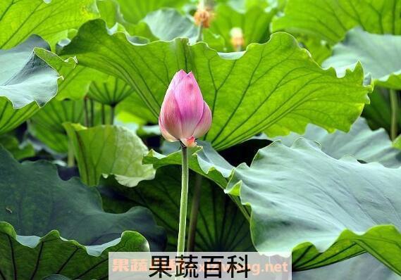 荷花酒怎么酿 荷花酒的做法与功效