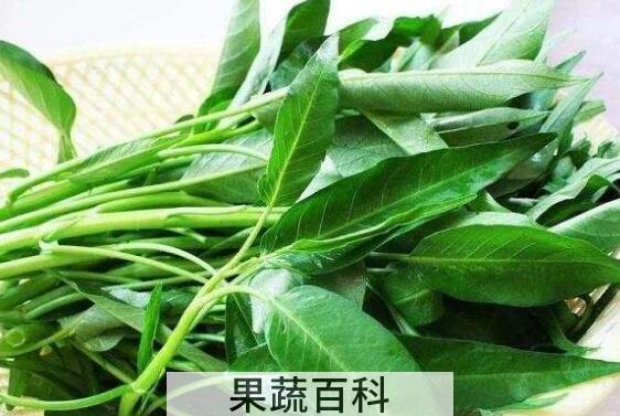竹叶菜的功效与作用