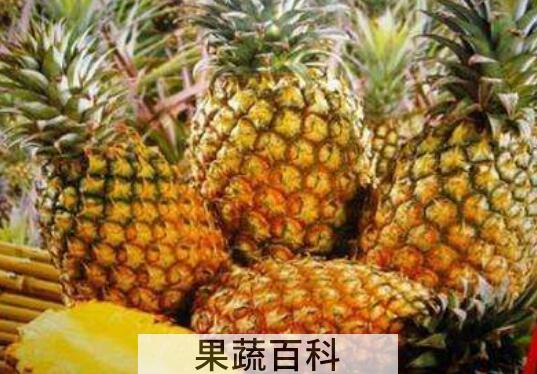 金菠萝与普通菠萝的区别 吃菠萝的好处