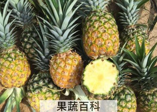 金菠萝的功效与作用及禁忌