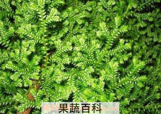 翠云草的养殖方法和注意事项