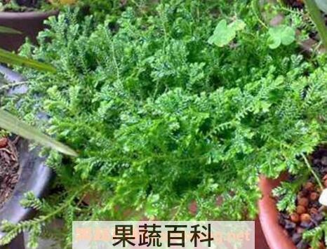 翠云草的养殖方法和注意事项
