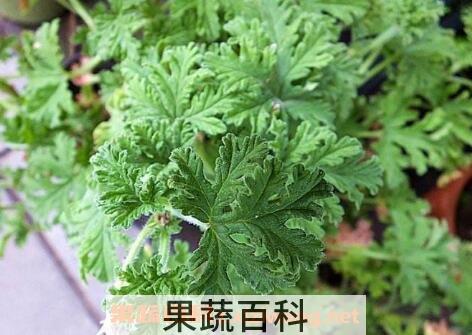 驱蚊草有用吗 驱蚊草真的可以驱蚊吗