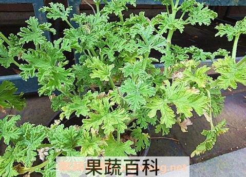 驱蚊草有用吗 驱蚊草真的可以驱蚊吗