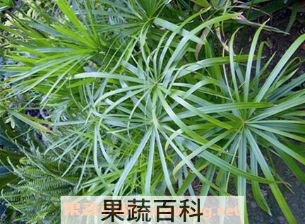 水竹图片 水竹的养殖方法和注意事项