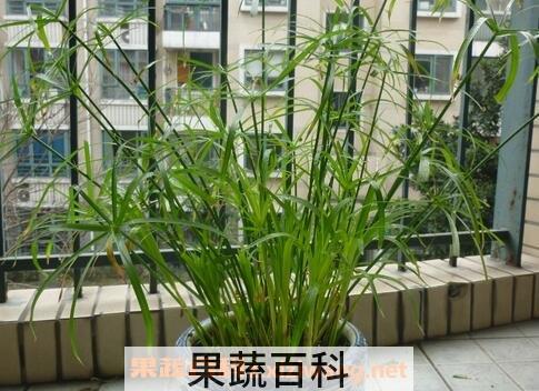 水竹图片 水竹的养殖方法和注意事项