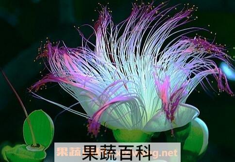 合欢树花的功效与作用
