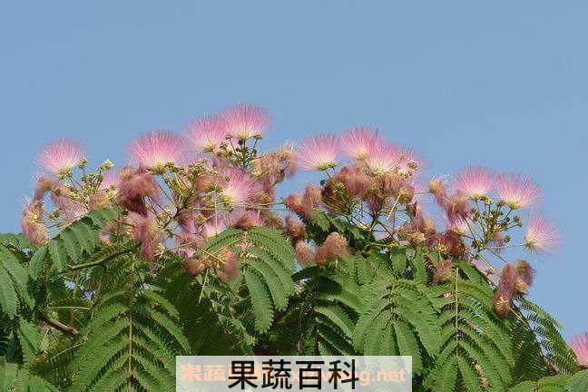 合欢树花