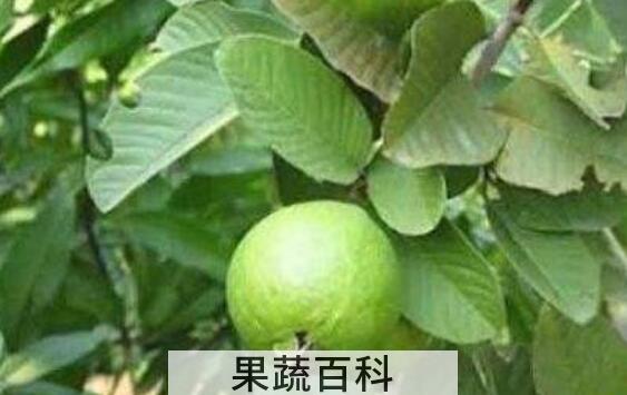 石榴叶泡水功效与作用