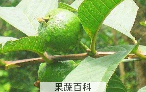 石榴叶泡水功效与作用