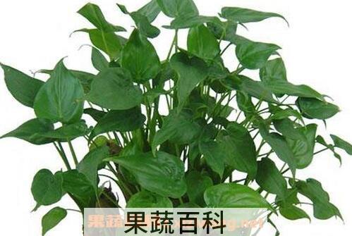 滴水观音的养殖方法与作用