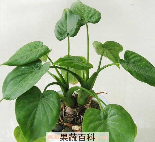 滴水观音