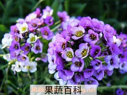 香雪球的养殖方法和注意事项