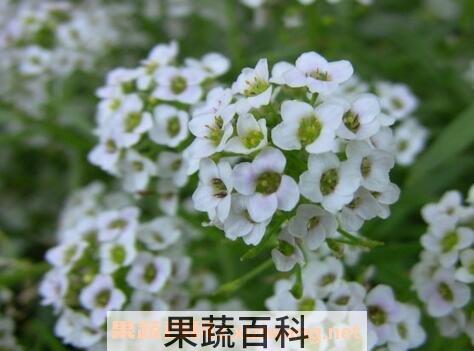 香雪球图片 香雪球的养殖方法和注意事项