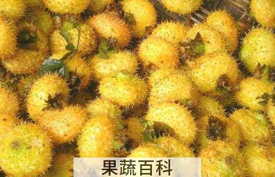 刺菠萝有什么作用与功效