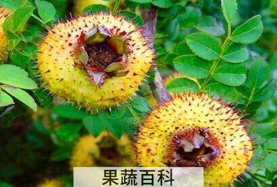 刺菠萝有什么作用与功效