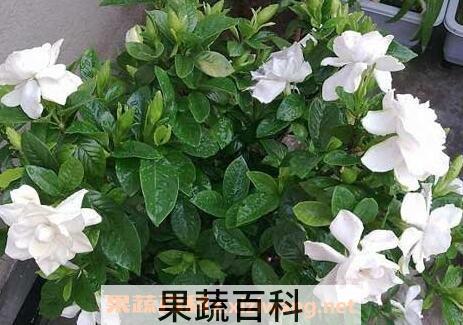 栀子花叶子发黄是什么原因 栀子花叶子发黄的解决办法