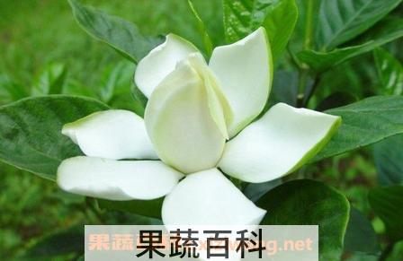 栀子花