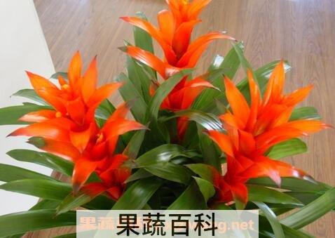 凤梨花的养殖方法和注意事项