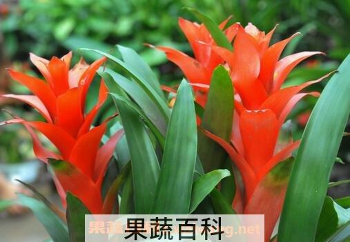 凤梨花的养殖方法和注意事项