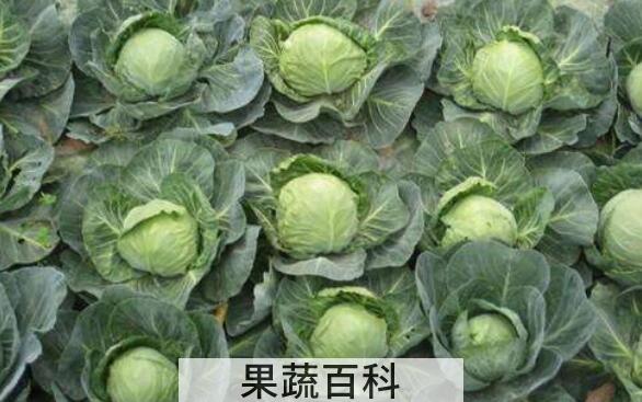 甘蓝菜怎么做好吃 甘蓝菜的食用方法
