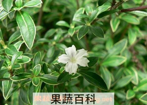  六月雪图片 六月雪的养殖方法