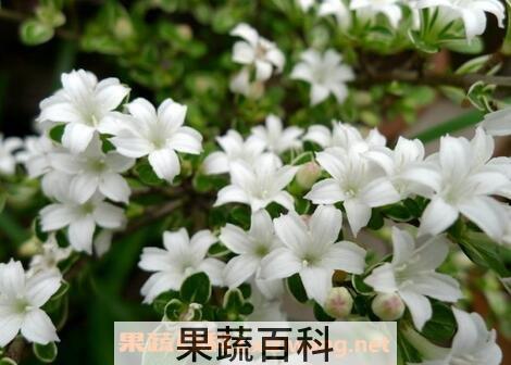 六月雪图片 六月雪的养殖方法