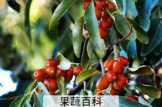 沙枣仁的功效与作用禁忌