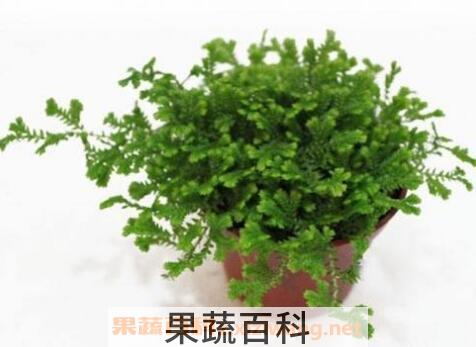 翠云草盆栽的养殖方法