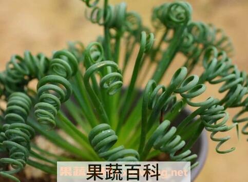 弹簧草怎么种植 弹簧草怎么养
