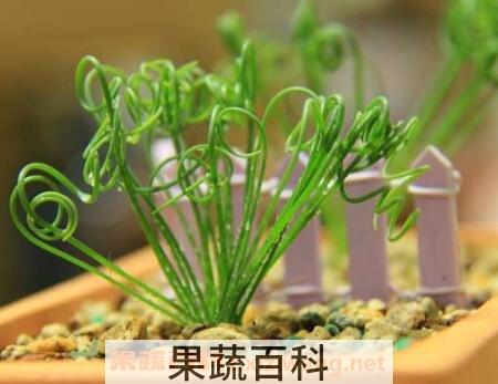 弹簧草怎么种植 弹簧草怎么养