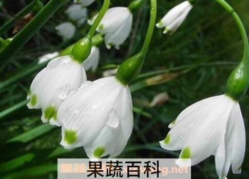 夏雪片莲的作用与功效 夏雪片莲的药用价值