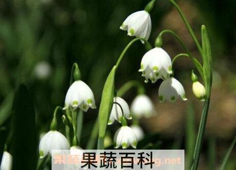 夏雪片莲的作用与功效 夏雪片莲的药用价值
