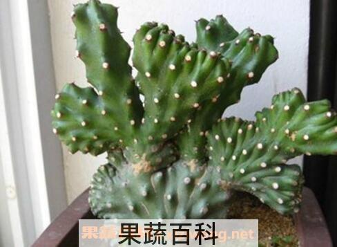 麒麟掌的养殖方法和注意事项